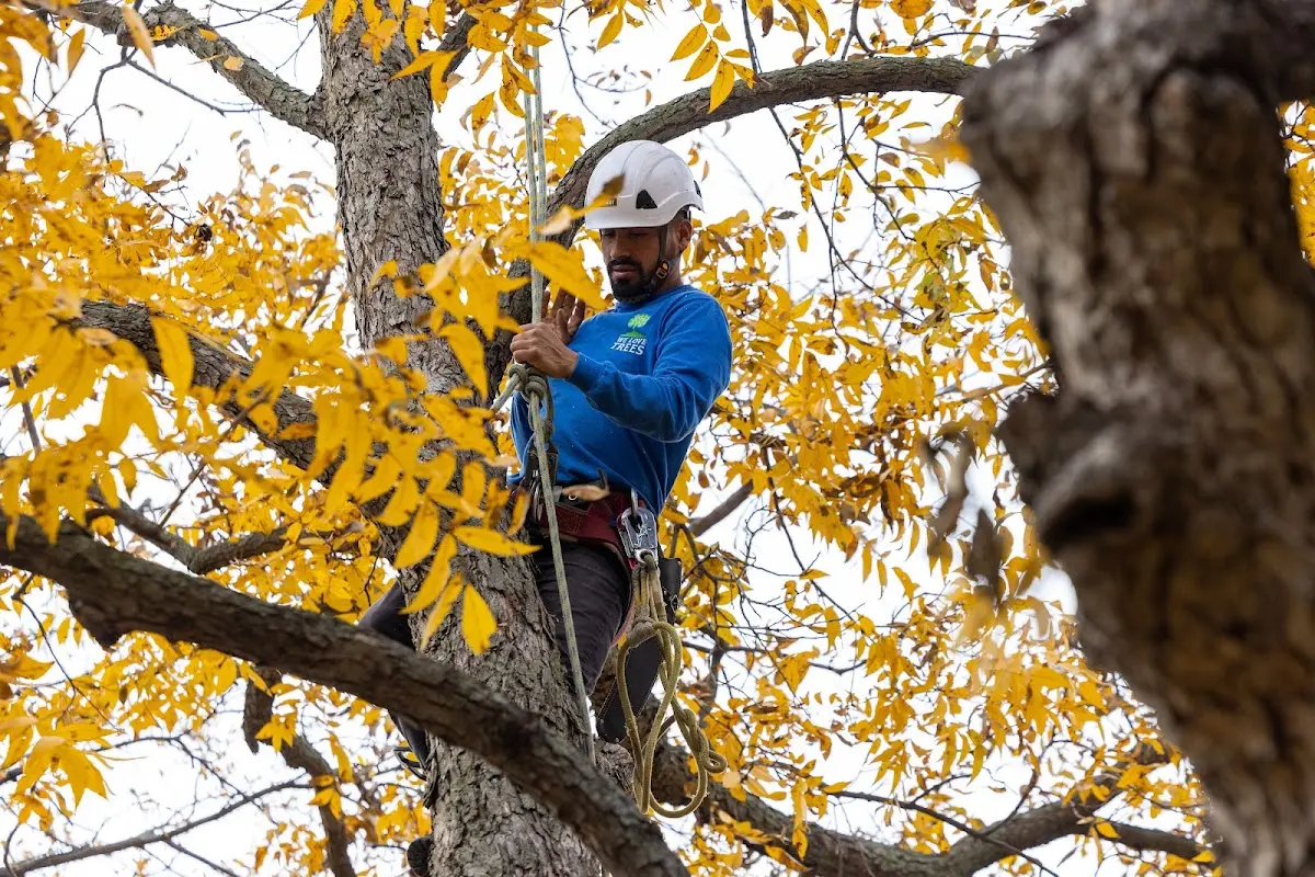 Skilled Tree Pruning crew working in Myerstown