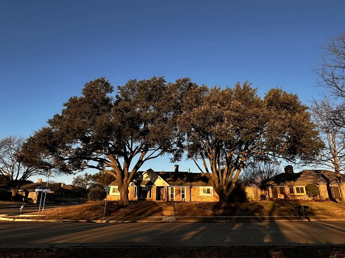 Established residential canopy tree shading a home in Myerstown